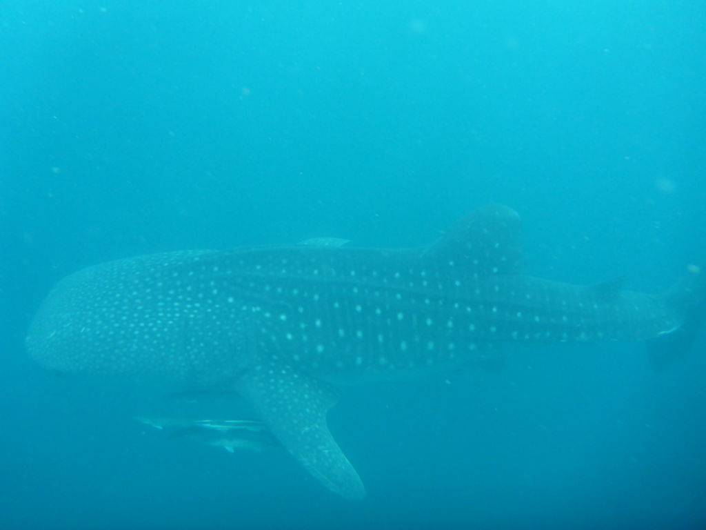 eed37155-bbae-426f-8d7e-40f2ebabf2f6