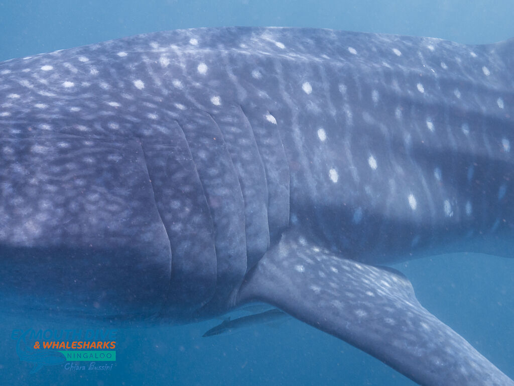 86b57312-cd99-49c2-9882-27995f5a446d