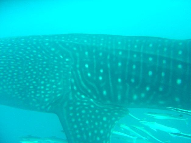 69917b19-059d-4d67-aeb3-b04c14f36f90