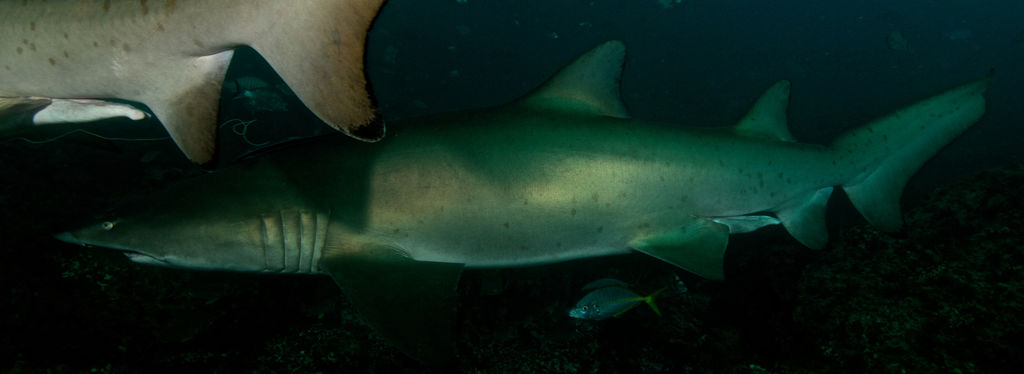 09932c54-b14c-4aa8-9172-b46f1219708a