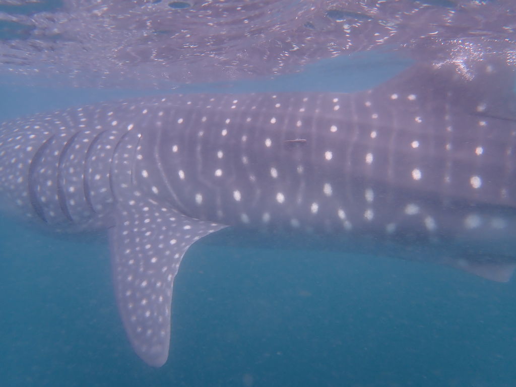 4da8dcba-1229-4943-9a53-16a010a7b4cf