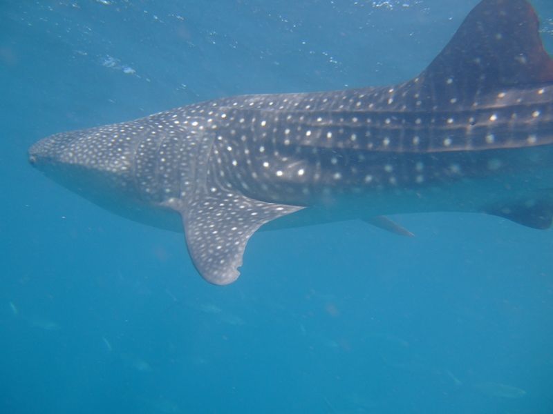 4bc4f798-8ae0-462d-9705-8d1f57e53514