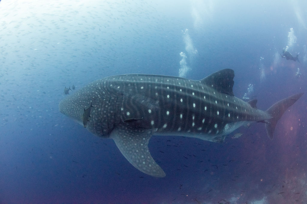 c37cb124-7d1b-411e-bef0-281ddbf3331c