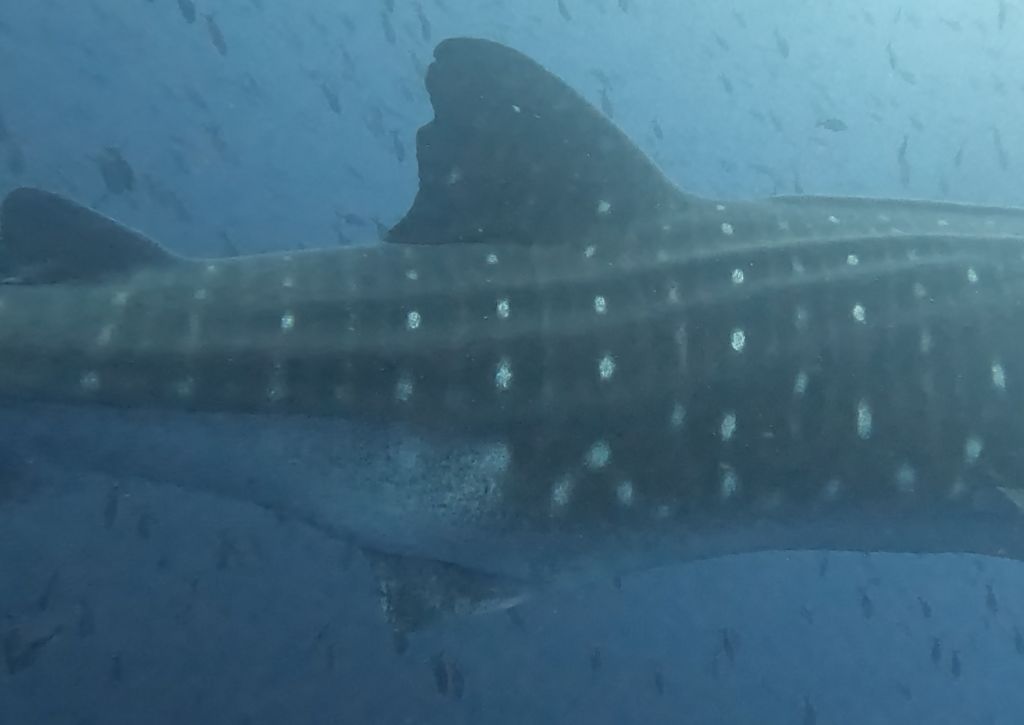 c37cb124-7d1b-411e-bef0-281ddbf3331c