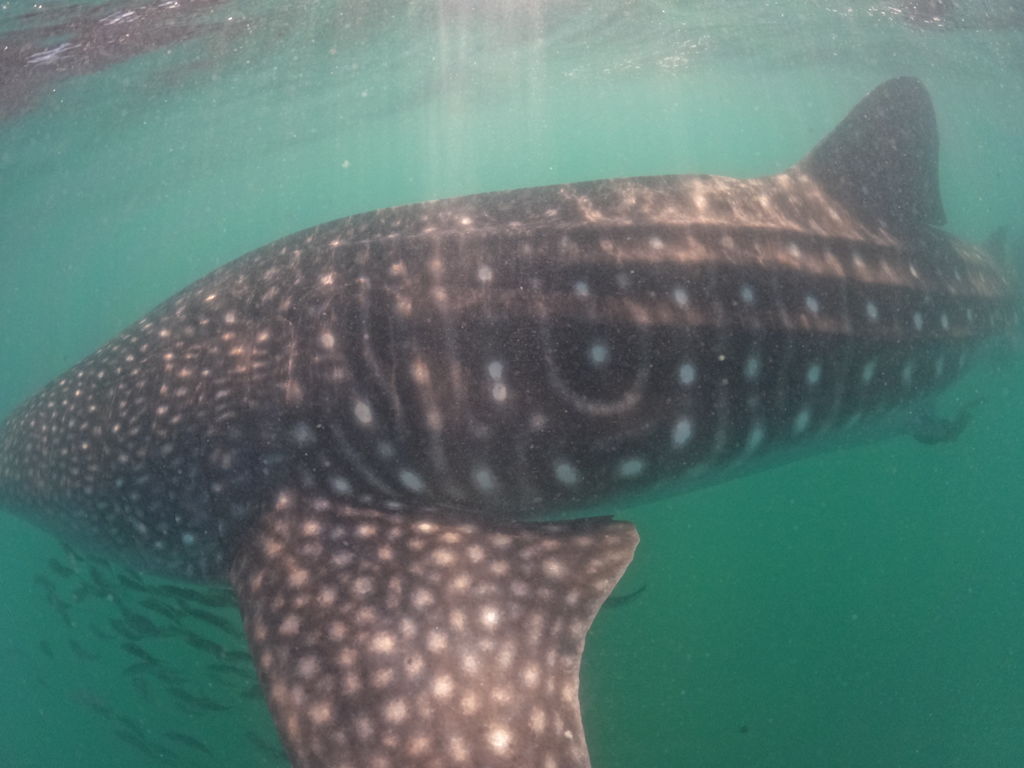 0f89c903-959a-466b-819a-c9eef4f5d500