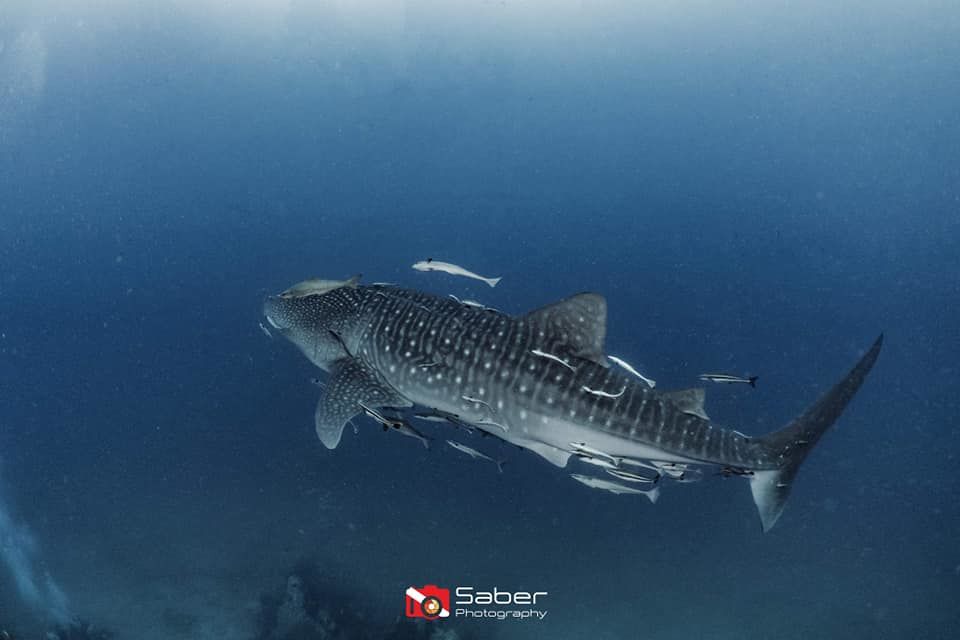 da97e63a-1b81-4eb7-9c8e-043cacf6904d