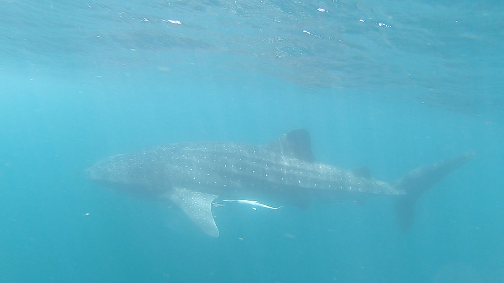 04c779b2-79f3-4a7a-9bfe-ce051b663fe8