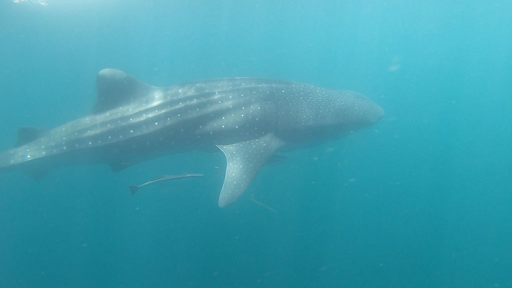 04c779b2-79f3-4a7a-9bfe-ce051b663fe8