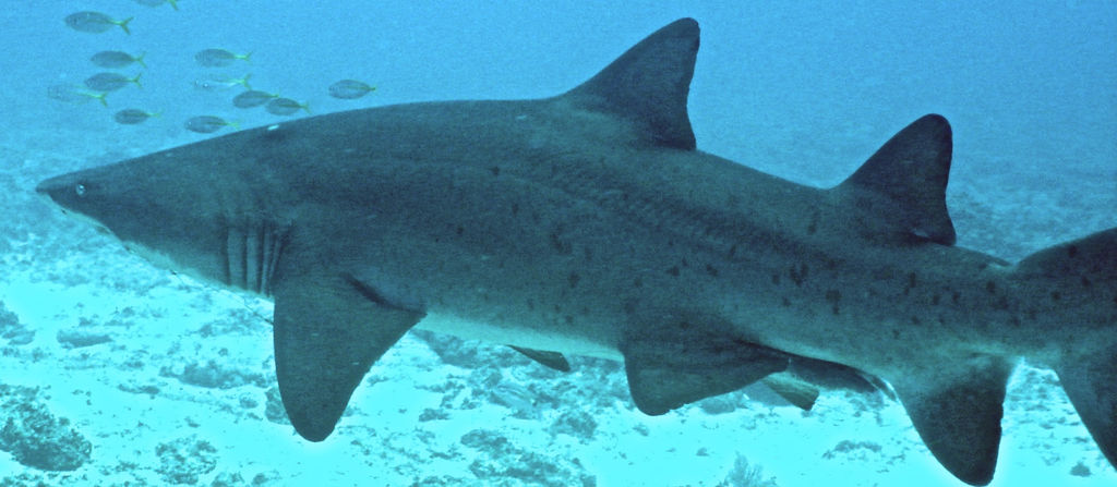 956bfdef-e55a-49b2-ac7d-90965da85bde