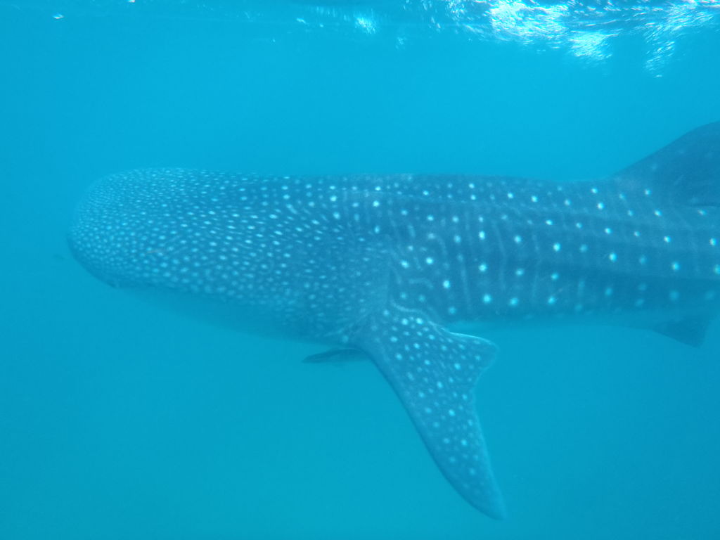 55df68fe-62d3-4b31-9246-ad0b6c739f39