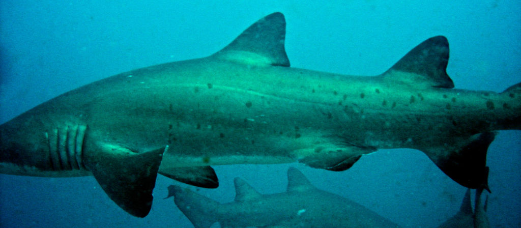 e01fd35e-ae97-4d6e-9cd8-9cd38adba9b2