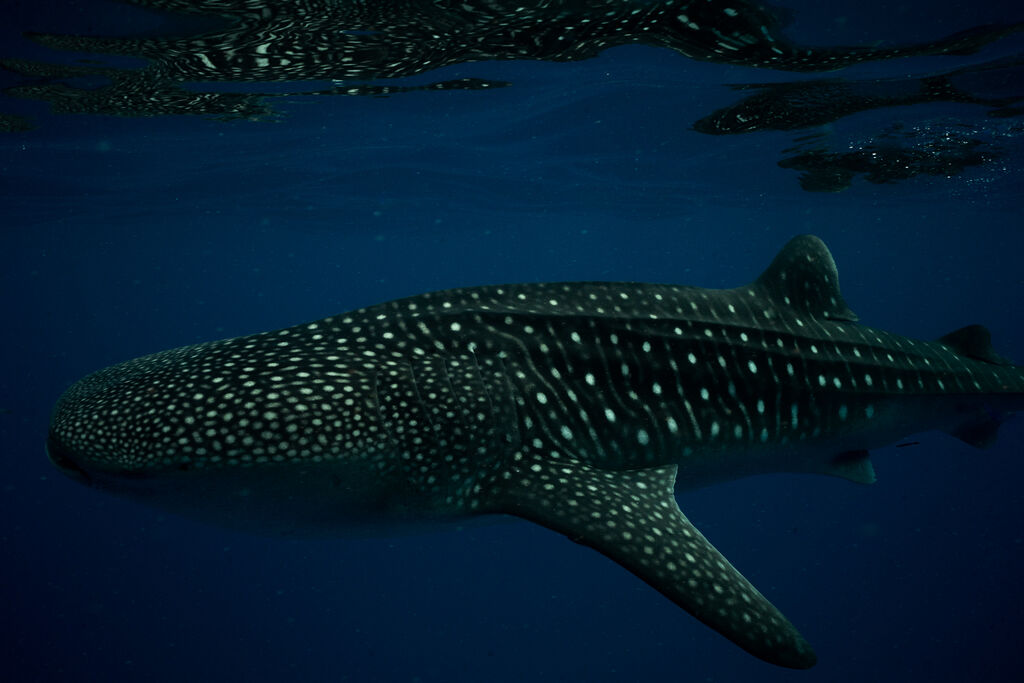 927e91a3-3918-4154-bd98-9e419aa2831c