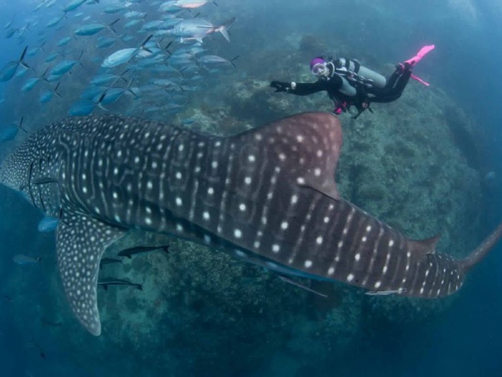 21adb62a-34b3-4835-bca8-cf01513cda5e