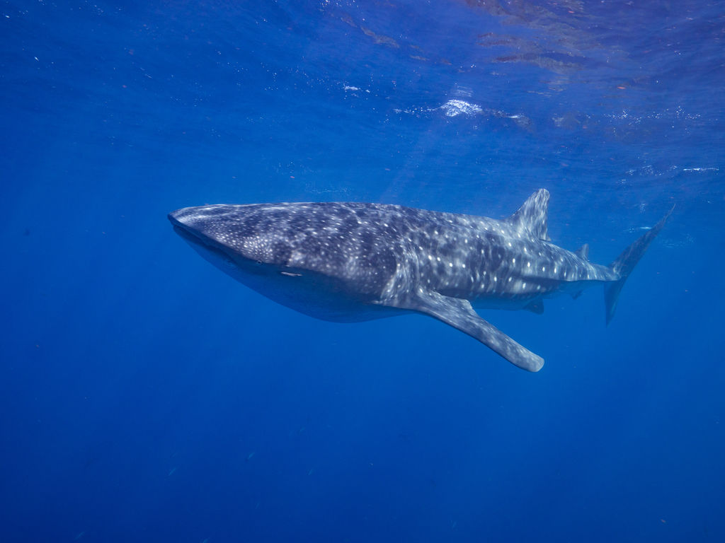 6f3da9a4-5a80-4e6b-a369-a733f0fa5d96