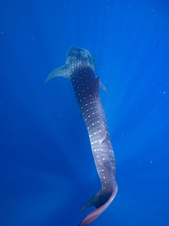 6f3da9a4-5a80-4e6b-a369-a733f0fa5d96