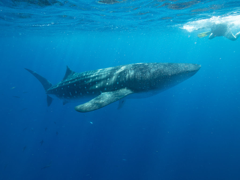 6f3da9a4-5a80-4e6b-a369-a733f0fa5d96