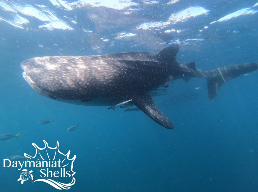 701e5b52-6a29-4589-bdde-95e5bb5ad520