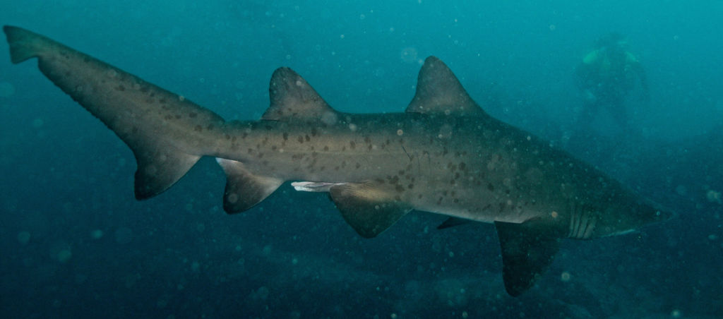 c6d18f4a-726d-4eda-855d-7944fdcec7c8