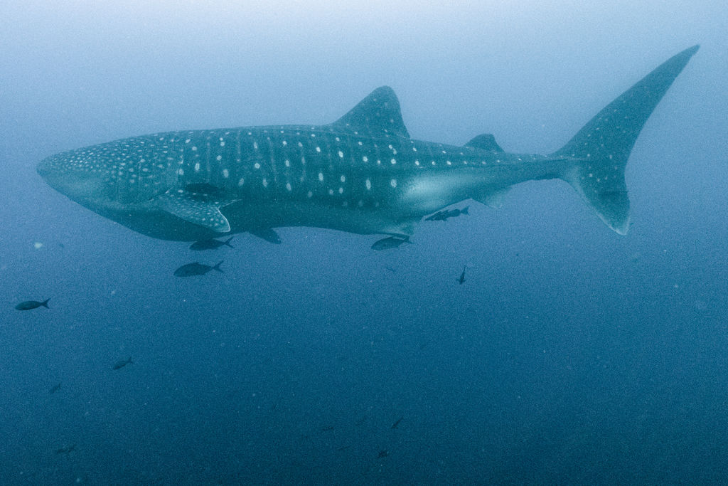 403a5d88-91c4-4ed9-8de2-7e73e2780a95