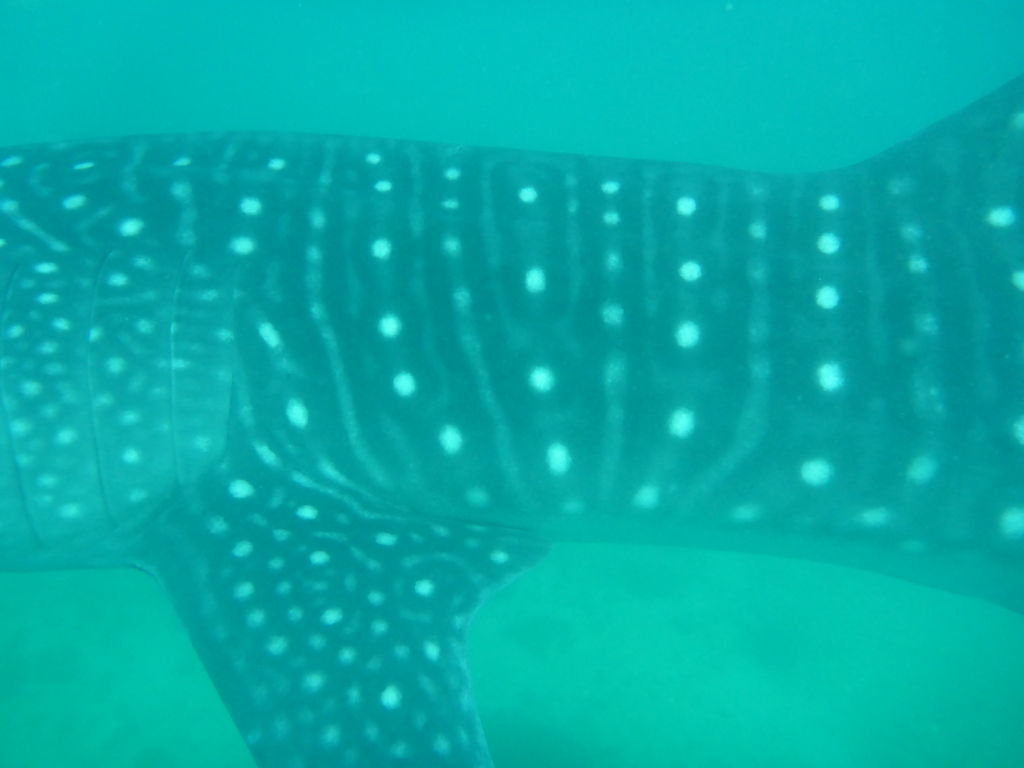 1913ee51-09e3-422e-82e5-9c12598459fe