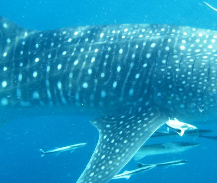 6987a642-0930-4d9f-b850-da7434e1f91e