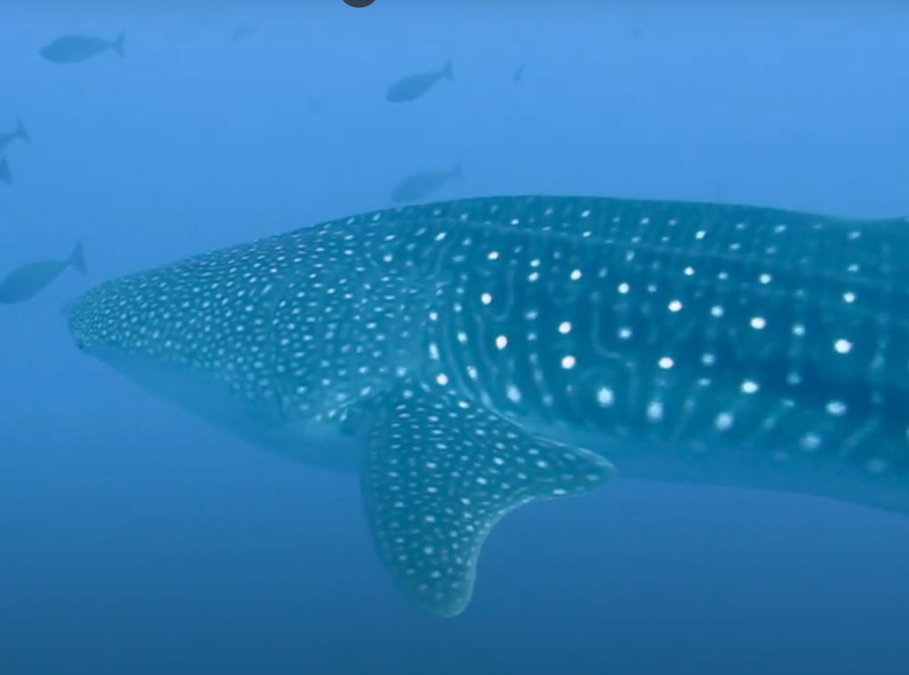 0da62b8a-6b69-4fd3-b19d-2a3de8da5d0f