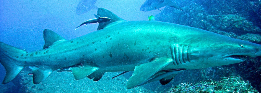 fcb7834c-e3cd-463e-a154-3523d5b1dc28