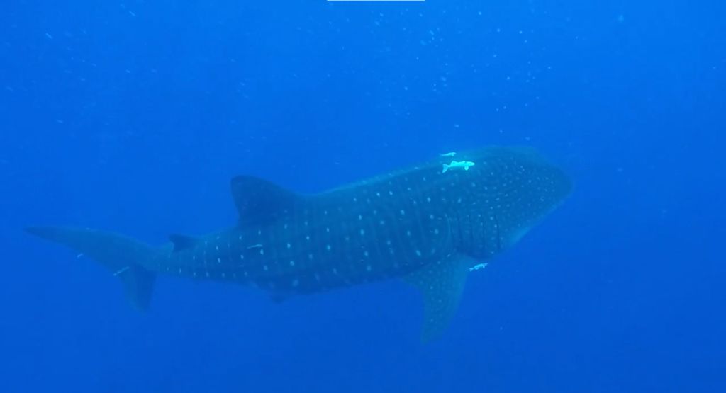 080fa5e5-0568-47ab-bcfe-7a696780b75f