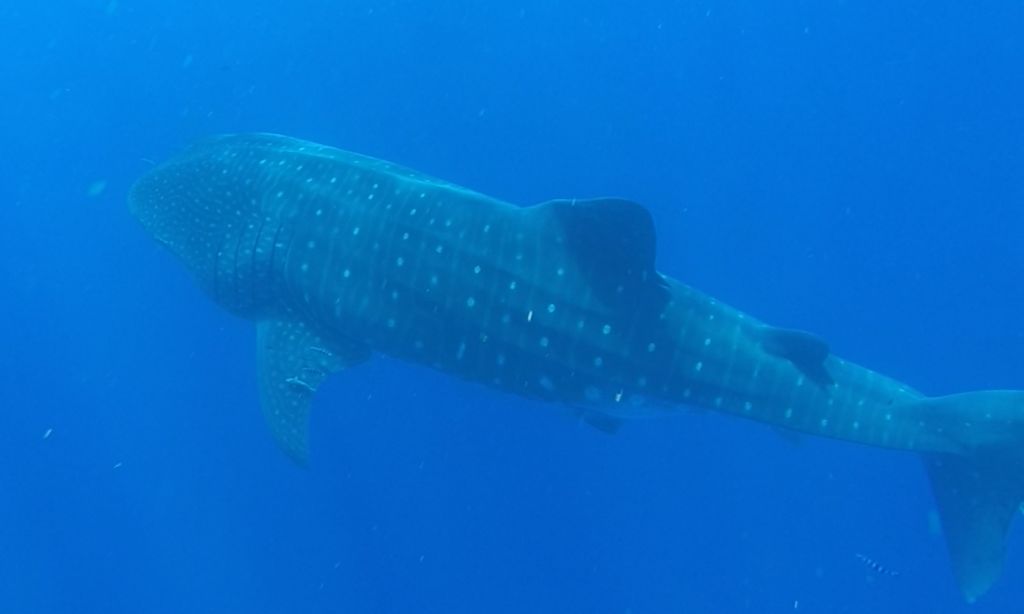 080fa5e5-0568-47ab-bcfe-7a696780b75f