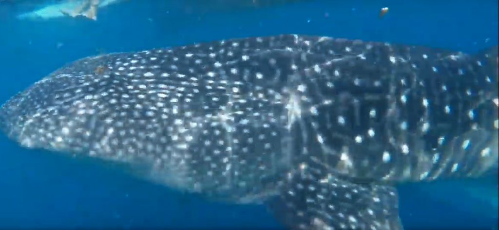 c9aa2712-c5a9-4934-a6c0-54dcb543da82