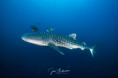 0af5577d-a8b0-4608-8766-2aa20c385b61