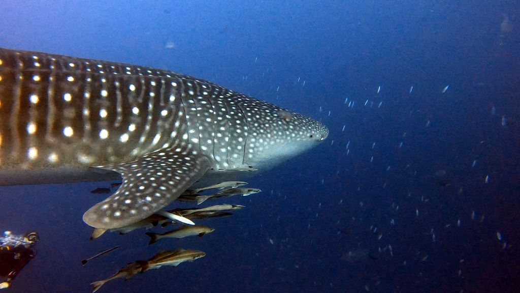 28801888-c8e2-4dc9-8cb2-ce2a1081da39