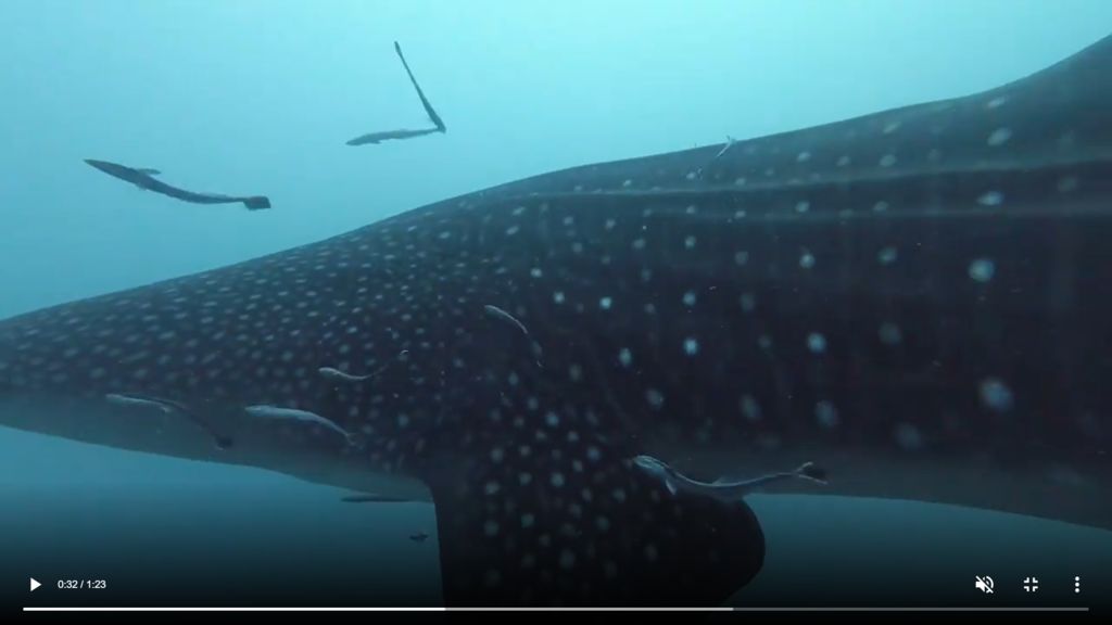 e0626ce5-2396-4c34-af0d-2685f086c562