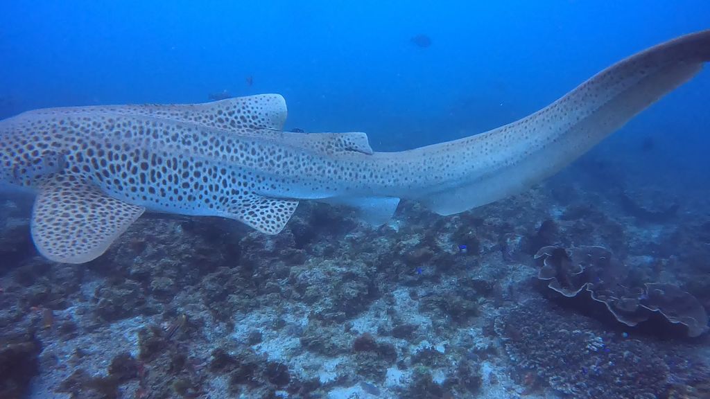 098cfc3f-e7c1-4857-b9ff-7a1d8ce08e29