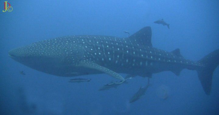 cbd26243-503b-4d7d-95e1-c25a292f0091