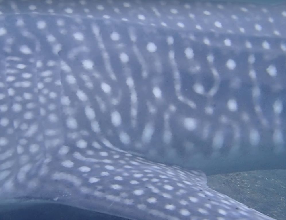 e99833ee-8923-41d5-9a2e-9e07653c2cde