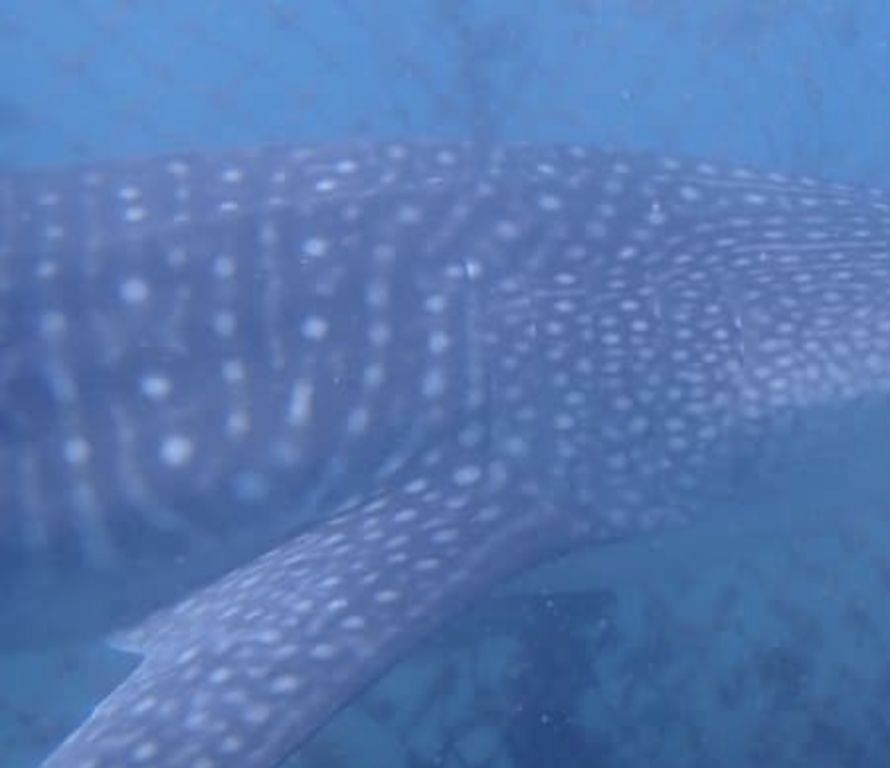 e99833ee-8923-41d5-9a2e-9e07653c2cde