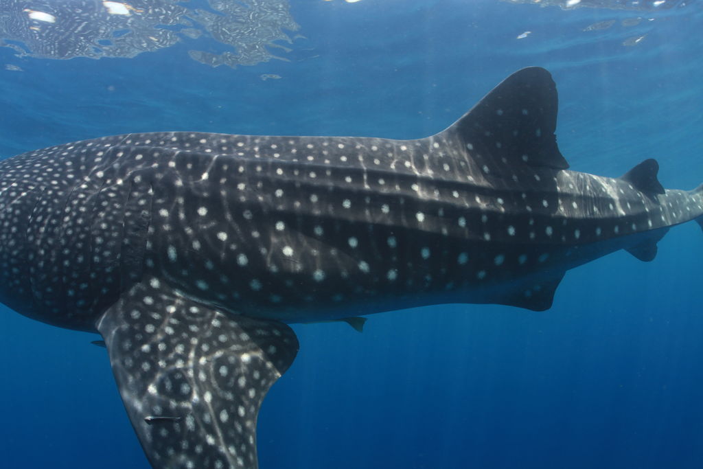 eb42f1ae-bbbd-4056-b454-b21e30898150