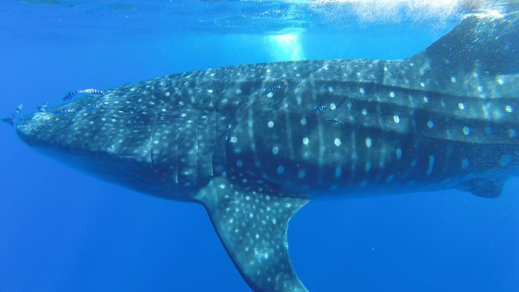 7ee91e8f-68c5-4900-aade-8d8ac7fb4566