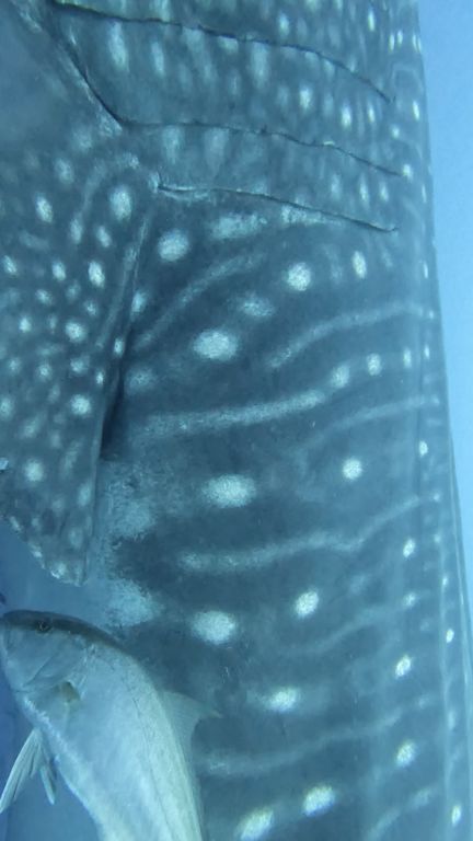 bd6bcabe-144e-4275-8e73-e39cad1b808c