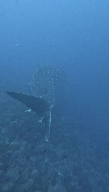 bd6bcabe-144e-4275-8e73-e39cad1b808c