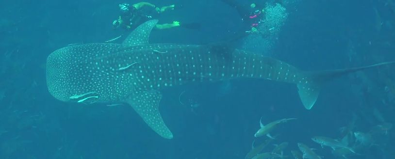 d88bb117-a8a4-442e-afea-82f2742faca6