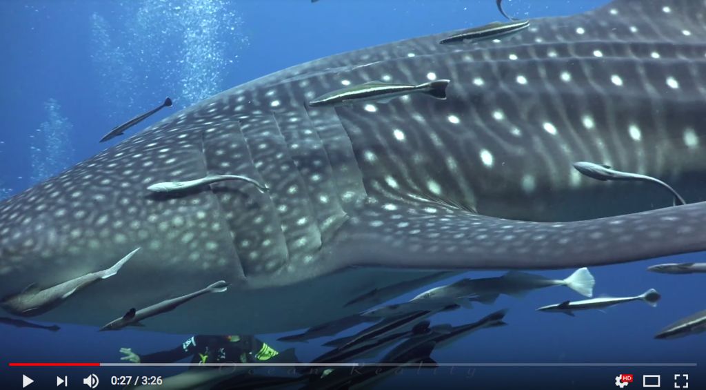 d88bb117-a8a4-442e-afea-82f2742faca6