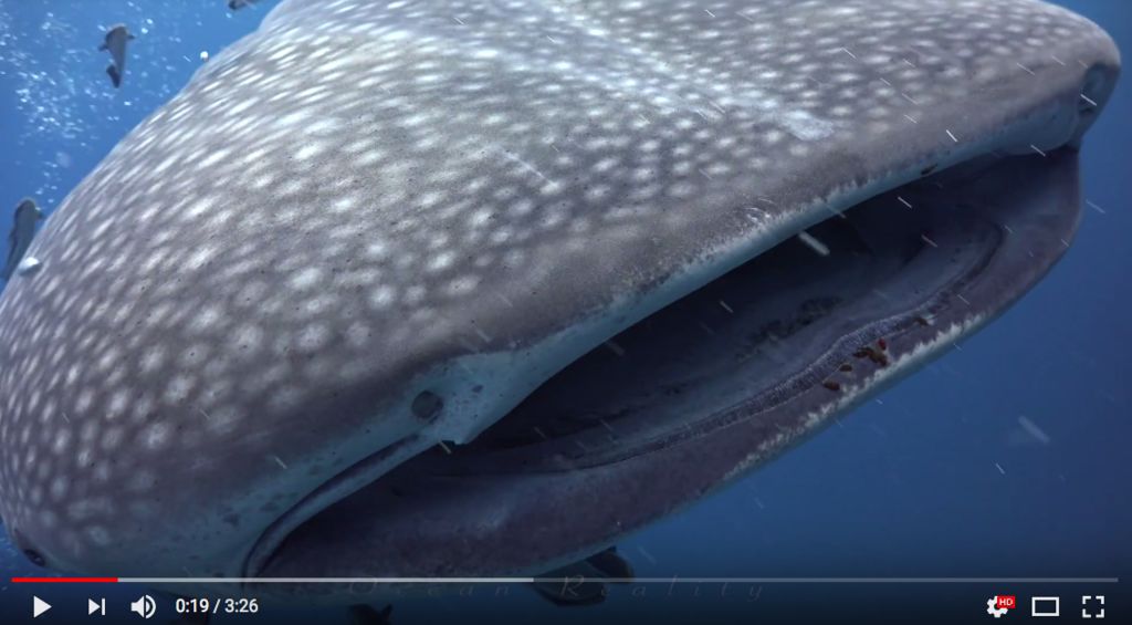 d88bb117-a8a4-442e-afea-82f2742faca6