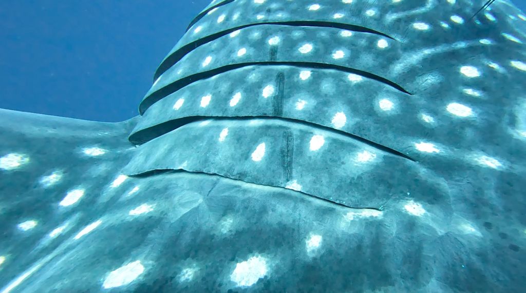 da4d97a7-2da8-449e-a802-5f3bbbbcd5d6