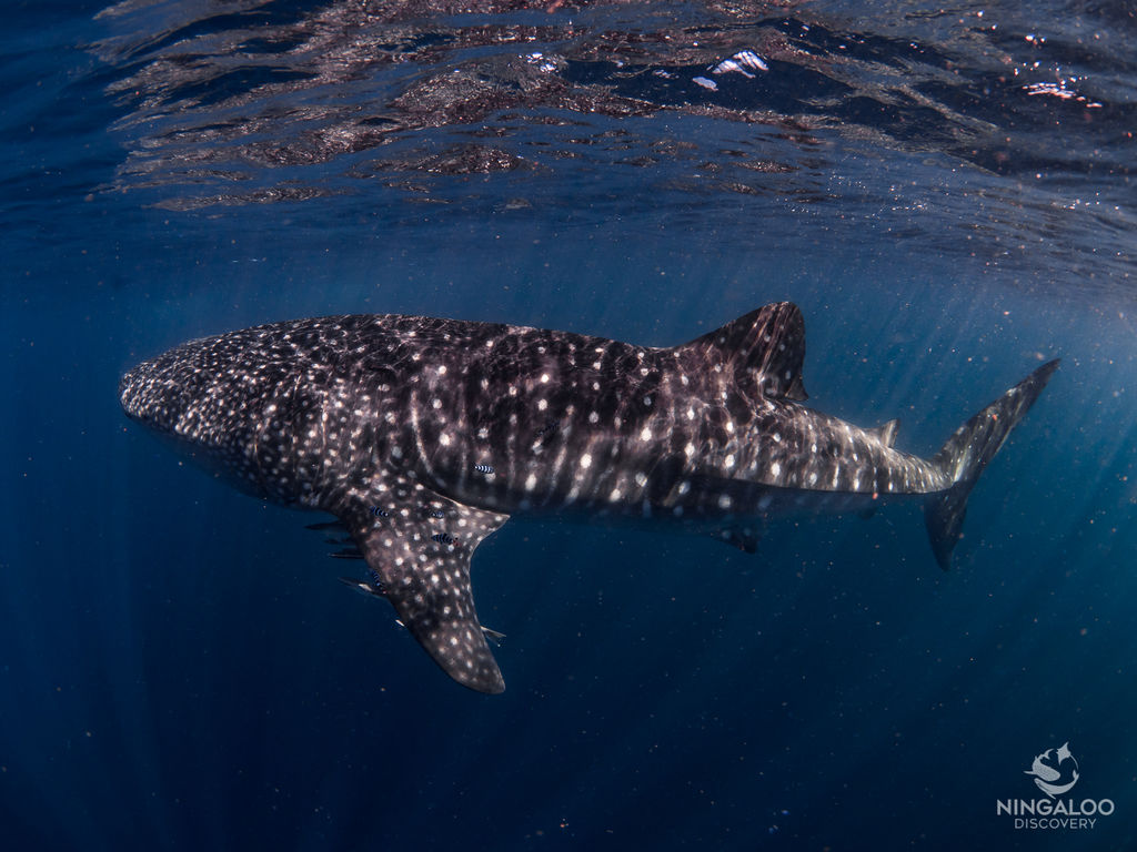 dd3336ee-4c69-4155-bdab-e6a3f1139b74