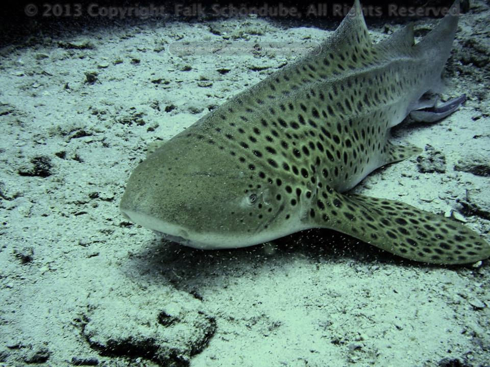 c3a739e1-d5ef-4076-bde6-51b95e2f3337