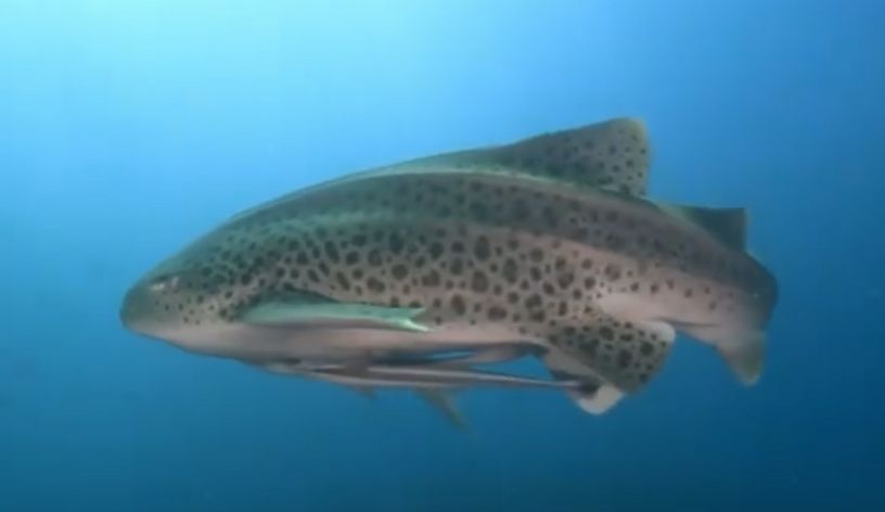 5c6f4b71-a759-44bc-9148-5004f3762f6a