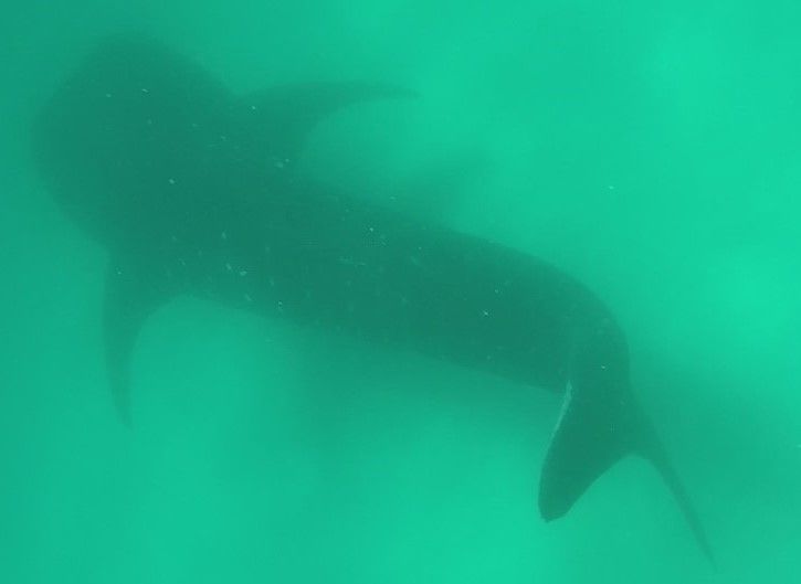 d6a3ecde-d000-4253-9877-9ad14f0d43c9