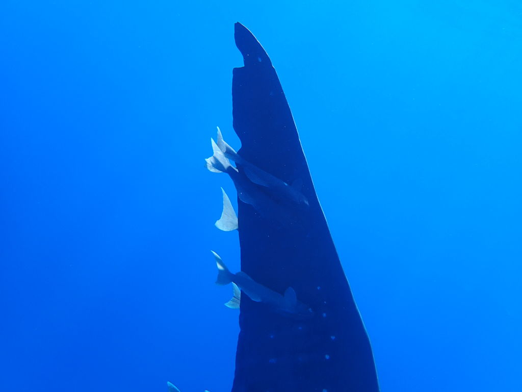 b2707857-e4e1-44bf-8041-5bb2fababb1b